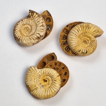 Coppia di Ammonite fossile | 9,5 x 7,5 x 1,3 cm 0,196 kg