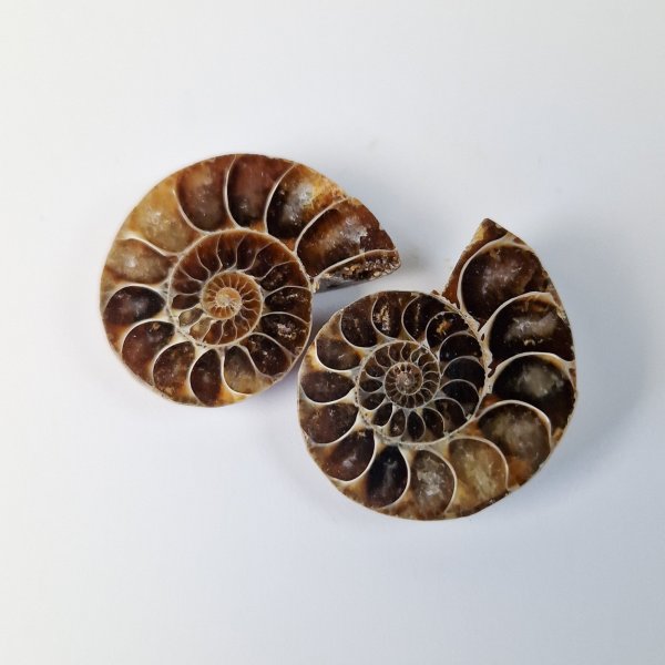 Coppia di Ammonite fossile opalizzata, Madagascar | 3 cm