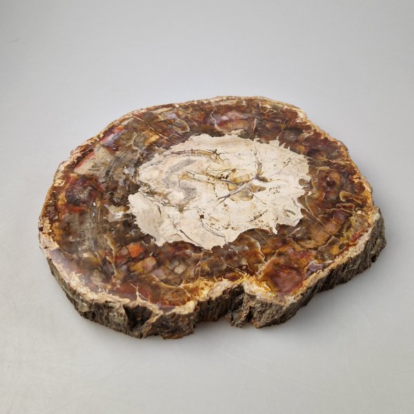 Fetta di Legno fossile | 19 x 16,5 x 2 cm, 1,470 kg